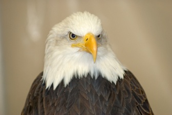 Eagle (use)